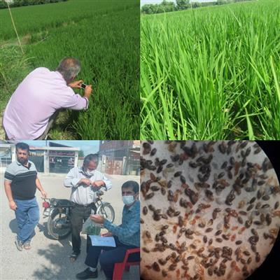 Implementation of biological control project of rice stem borer