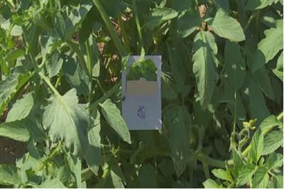 The use of biological pest control methods in more than 90% of Qazvin tomato fields