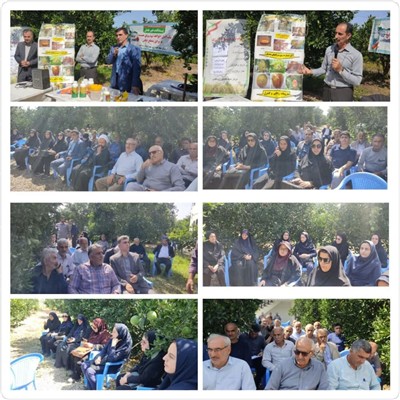 رزمایش شهرستانی مدیریت و كنترل آفت مگس میوه مدیترانه‌ای در بابل برگزار شد