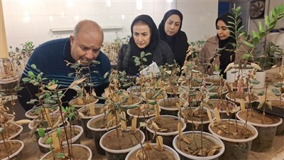 بازدید تخصصی همكاران حفظ نباتات كشور از باغات پسته رفسنجان با محوریت مدیریت تلفیقی آفات و بیماری‌ها و اقدامات زمستانه