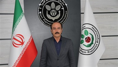 پاییز كم بارش آفت سن گندم در مزارع را افزایش می دهد