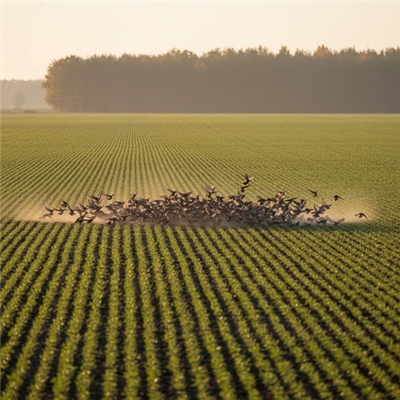 هشدار نسبت به افزایش خسارت پرندگان و ابلاغ دستور اقدام فوری در مزارع كشور