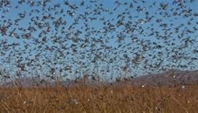 احتمال ۶۰ درصدی حمله ملخ صحرایی به كشور وجود دارد