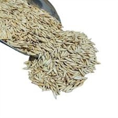 شرایط واردات بذر یولاف از هند اعلام شد