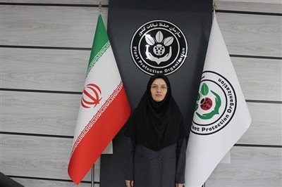 مقابله گسترده با آفت سرخرطومی حنایی خرما در جنوب كرمان