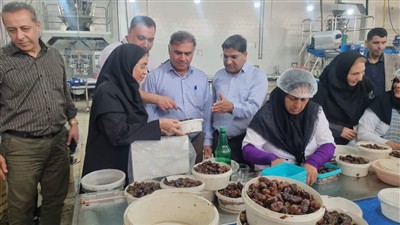 بازدید شركت‌كنندگان دوره آموزشی قرنطینه گیاهی از كارخانه سورتینگ و بسته‌بندی خرما در شهرستان تنگستان