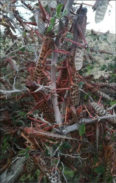 احتمال حمله ملخ صحرایی به استان‌های جنوبی كشور/ آمادگی‌های لازم وجود دارد