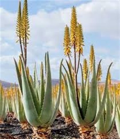 شرایط واردات بذر آلوئه‌ورا از هند، چین و آمریكا